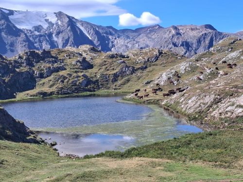 2026 Refuge_Mas-de-la-Grave4
