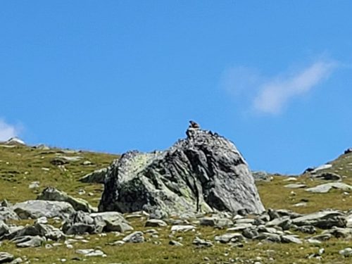 250729 Orgère-Chavières-Pralognan (17)