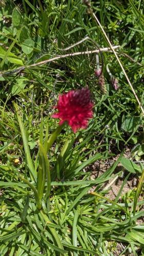 Beaune-Beaumollard Flore (1)