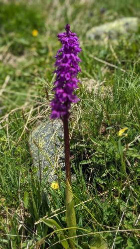 Beaune-Beaumollard Flore (4)