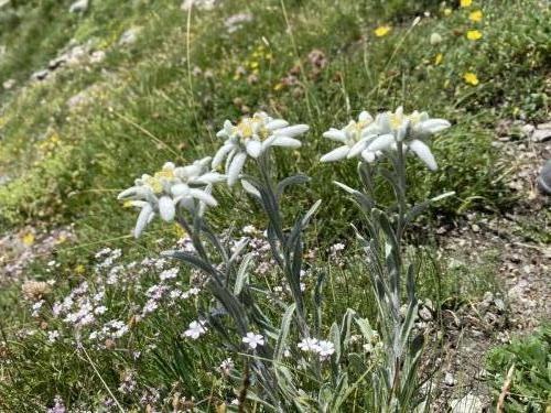 Mont Cenis-Malamot (4)