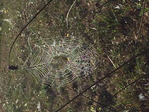 Les marais de Riez - Araignée du matin...chagrin