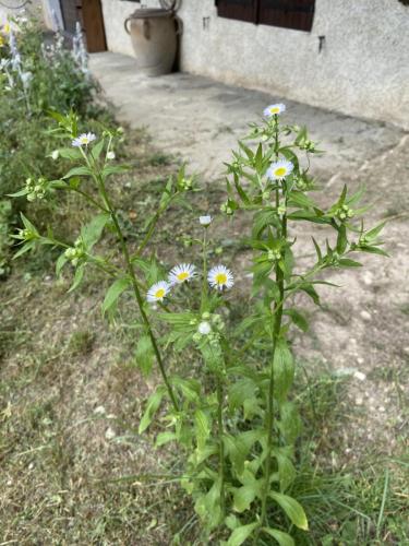 Vallonbrun - Pierre aux pieds (11)