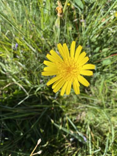 Vallonbrun - Pierre aux pieds (4)