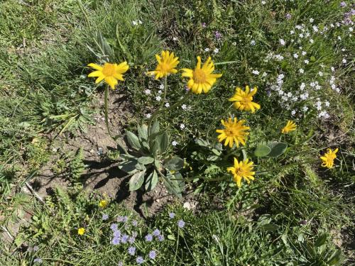 Vallonbrun - Pierre aux pieds (8)